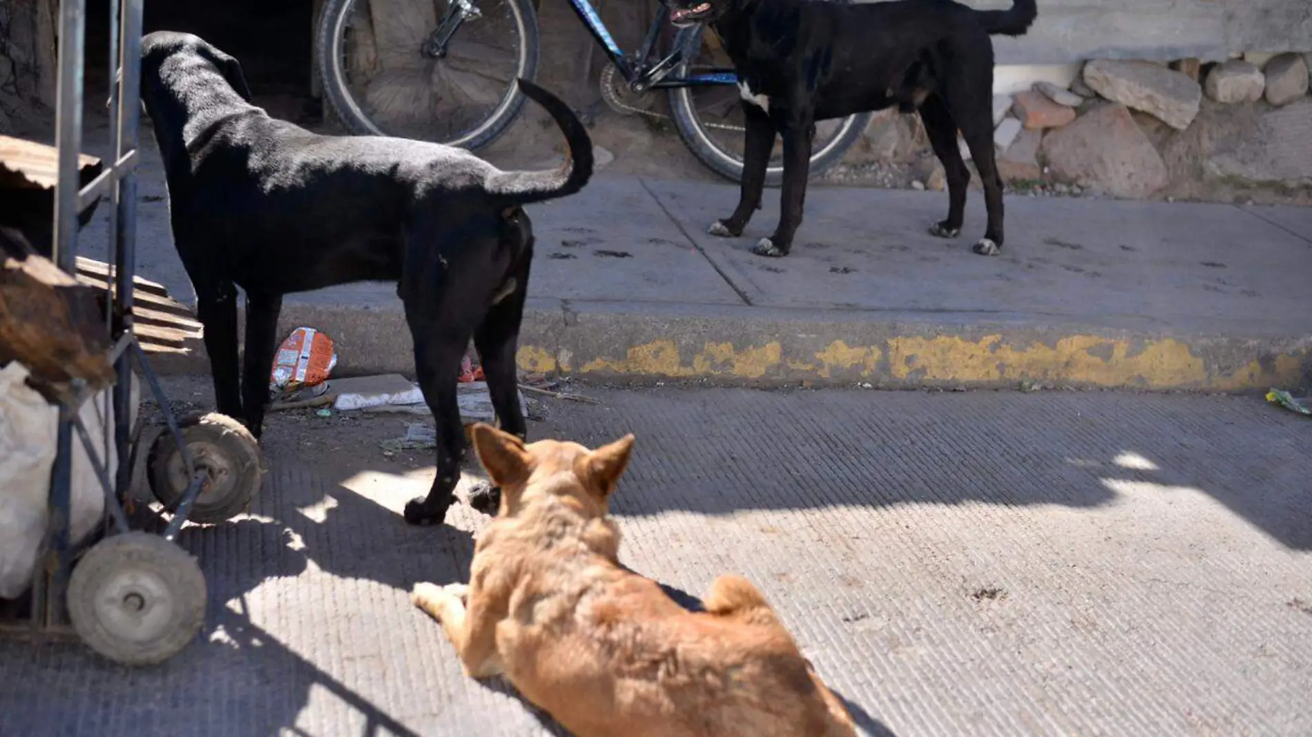 perros de la calle JO (1)